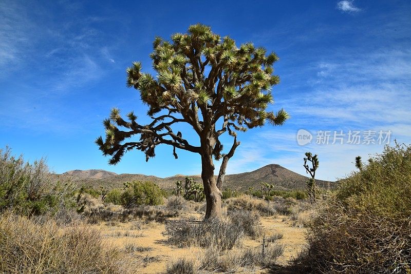 Ryan Mountain和Joshua Trees